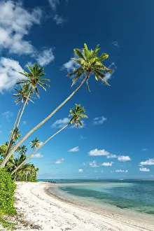 Rarotonga: Sandy beach with palm trees and turquoise water
