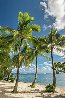Rarotonga: Sandy beach with palm trees and turquoise water
