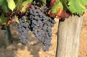 Cluster: Sangiovese Grapes