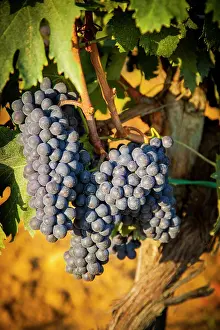Clump: Sangiovese grapes ripen in a vineyard near