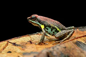 Nacional: Sanguine poison frog or Zaparo's poison frog (Allobates