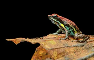 Nacional: Sanguine poison frog or Zaparo's poison frog (Allobates
