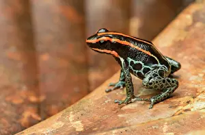 Patterned: Sanguine poison frog or Zaparo's poison frog (Allobates