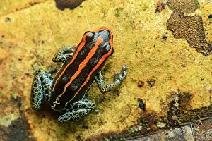 Topviews: Sanguine poison frog or Zaparo's poison frog (Allobates