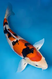 Carp: Sanke koi carp in an turquoise water