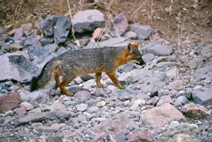 Catalina: Santa Catalina Island FOX / Grey Fox