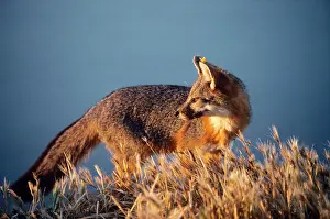 Catalina: Santa Catalina Island FOX / Grey Fox