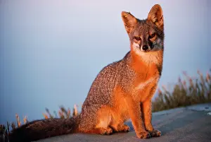 B Moose Peterson: Santa Catalina Island FOX / Grey Fox