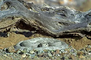 Rattlesnakes: Santa Catalina Rattlesnake