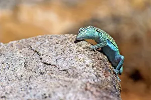 Catalina: Santa Catalina Side-blotched Lizard on rock