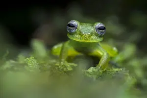 Glassfrog: Santa Cecilia Cochran Frog (Teratohyla midas) glassfrog