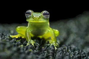 Glassfrog: Santa Cecilia Cochran Frog (Teratohyla midas) glassfrog