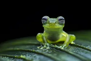 Glassfrog: Santa Cecilia Cochran Frog (Teratohyla midas) glassfrog
