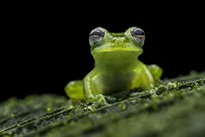 Glassfrog: Santa Cecilia Cochran Frog (Teratohyla midas) glassfrog