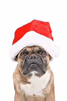 Sign: Santa Claus dog. French Bulldog wearing a red Ch