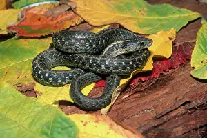 Herps: Santa Cruz Garter Snake