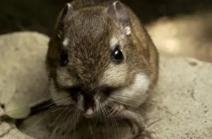 Dipodomys: Santa Cruz Kangaroo Rat close up - Close up on face