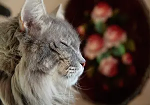 Mcroberts: Santa Fe, New Mexico, USA. Grey tabby resting