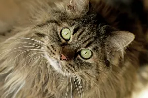 Released: Santa Fe, New Mexico, USA. Maine coon cat