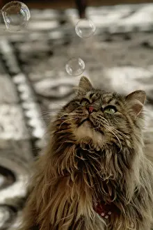 Released: Santa Fe, New Mexico, USA. Maine coon cat