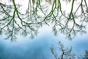 Jolly: Santa Fe, New Mexico, USA. Old oak tree branches in water