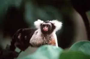 Santarem: Santarem / Black & White Tassel-eared Marmoset