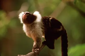 Emma Gordon: Santarem / Black & White Tassel-eared Marmoset