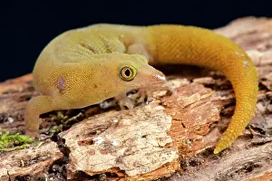 Sphaerodactylus: Santiago dwarf day gecko (Sphaerodactylus dimorphicus