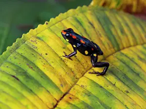 Shade: Santiago poison-frog (Excidobates captivus), Peru
