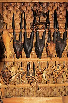 Quang: Saola and Serow skulls