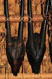 Quang: Saola skulls