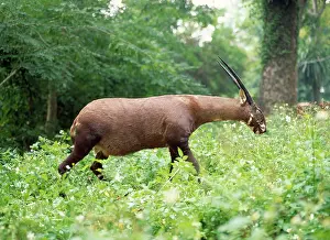 Models: Saola / Vu Quang Ox - stuffed