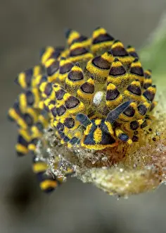 Opisthobranchia: Sap-sucking sea slug (Stiliger ornatus), Komodo