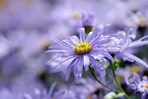 Aster: Saphire flower, Browallia, Browallia speciosa Jingle