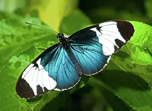 Longwing: Sapho Butterfly