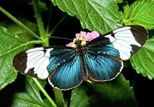 Invertebrates: Sapho Butterfly