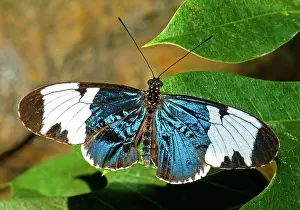 Heliconius: Sapho Longwing Butterfly