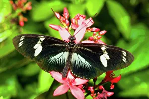 Brush: Sapho Longwing Butterfly