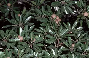 Chewing: Sapodilla with Fruit