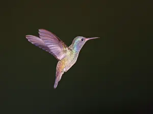 Perch: Sapphire Spangled Emerald in flight Chionomesa lacteal