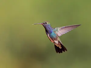 Perch: Sapphire Spangled Emerald in flight Chionomesa lacteal