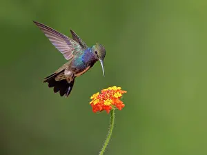 Perch: Sapphire Spangled Emerald at flower Chionomesa lacteal