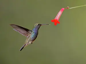 Perch: Sapphire Spangled Emerald at flower Chionomesa lacteal