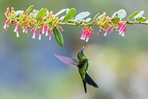 Ecuador: Sapphire-vented puffleg foraging on the wing in