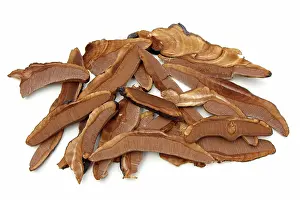 Medicines: Saprophytic Mushroom