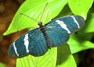 Heliconius: Sara Butterfly