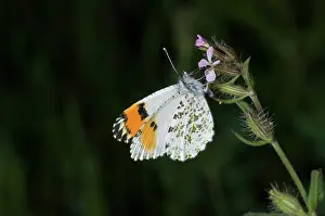 Anthocharis: Sara Orangetip Butterfly