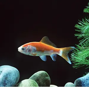 Comet: SARASA COMET GOLDFISH