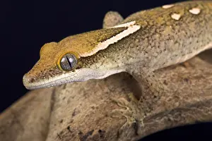 Rhacodactylus: Sarasin's giant gecko (Correlophus sarasinorum)