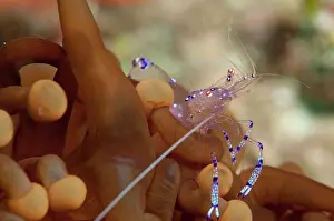 Claw: Sarasvati Anemone Shrimp - on Anemone